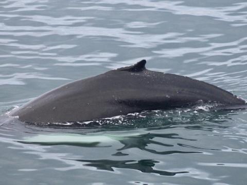 humpback whale dorsal fin