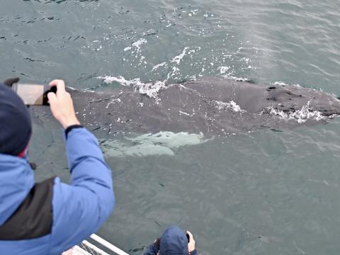 humpback whale up close with passenger taking photo