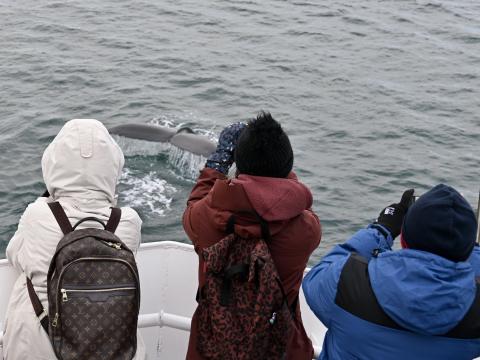 humpback whale close to boat and passengers