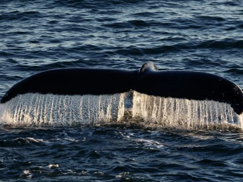 humpback whale fluke