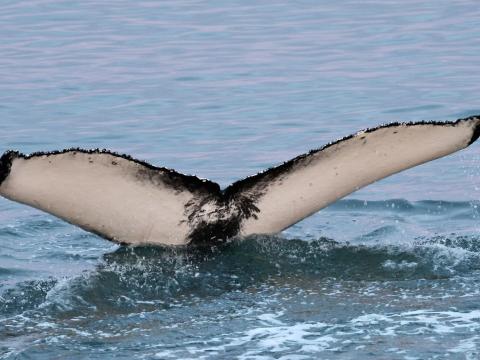 humpback whale fluke