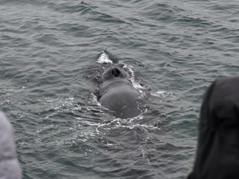 humpback whale inbetween two passengers