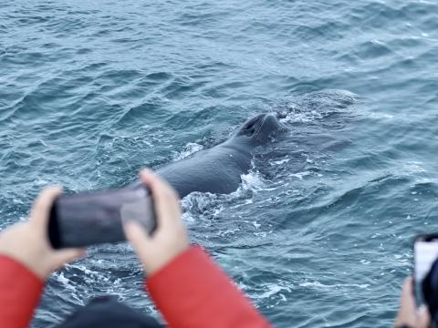passengers photograph humpback whale from up close