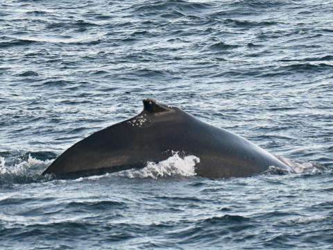 humpback whale dorsal fin
