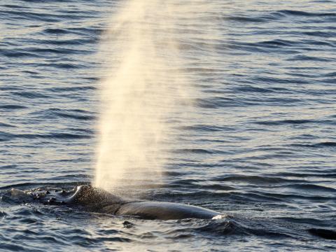 humpback whale breath at the surface