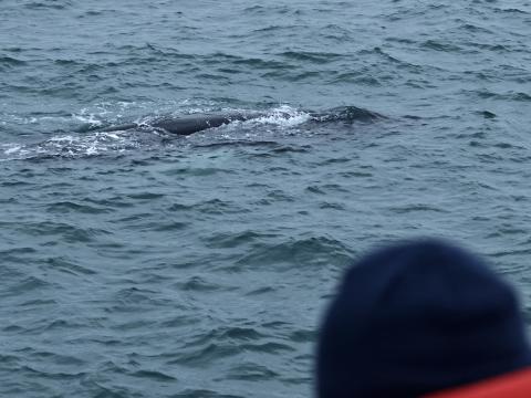 humpback whale near boat