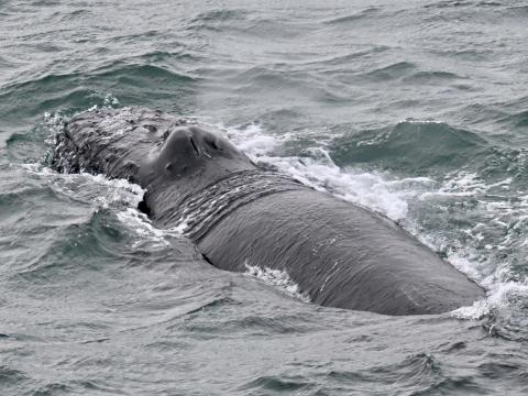 humpback whale surfaces