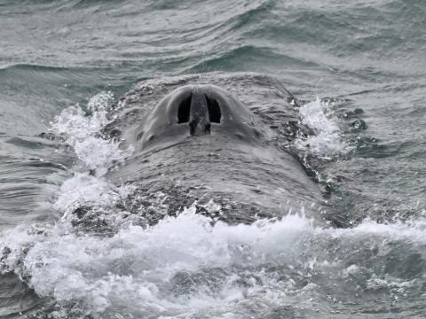 humpback whale nostrils