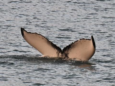 humpback whale fluke