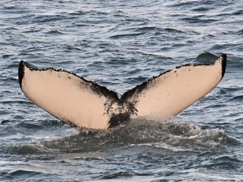 humpback whale fluke