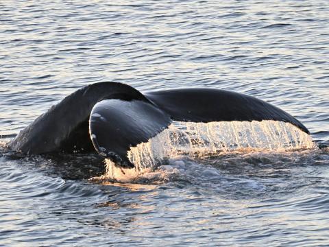 humpback whale fluke