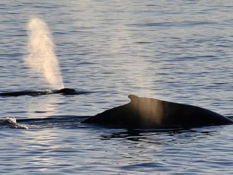 two humpback whales swimming together