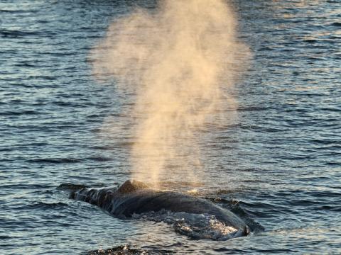 humpback whale breath glows in the winter sunrise