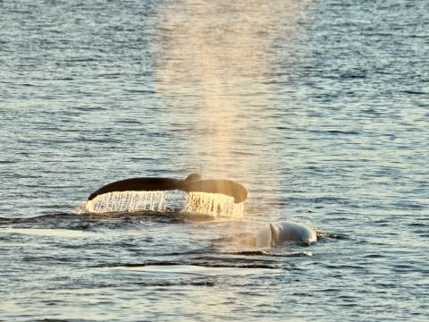 humpback whales glowing in the winter sun