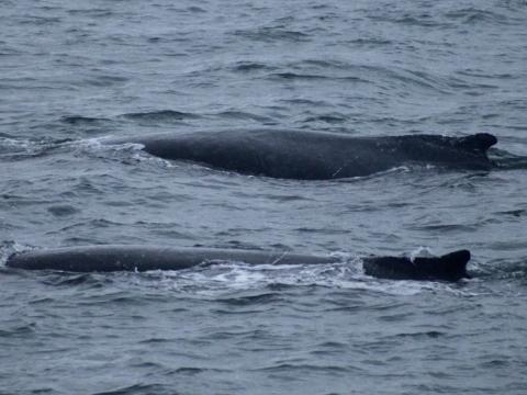 two humpback whales swimming together