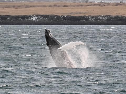 breaching humpback whale