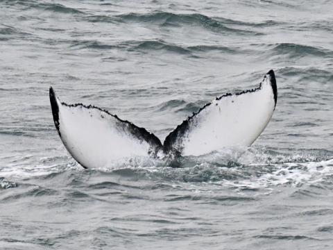 humpback whale fluke