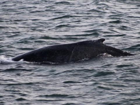 humpback whale dorsal fin