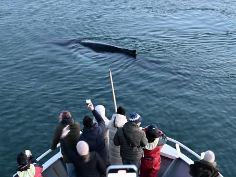 humpback whale swims in front of whale watching boat