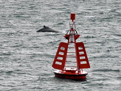 humpback whale next to buoy