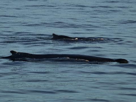 humpback whales