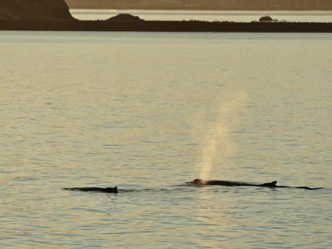 humpback whales