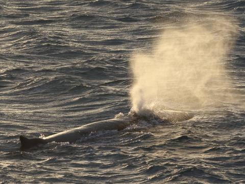 humpback whale breath