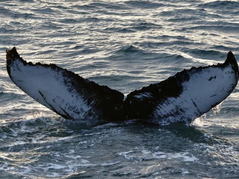 humpback whale fluke