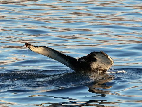 humpback whale fluke