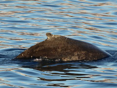 humpback whale dorsal fin