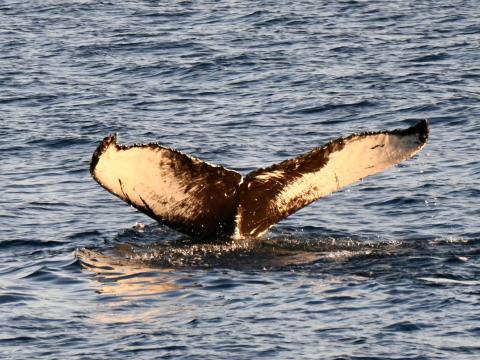 humpback whale fluke