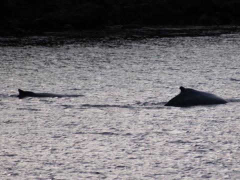 humpback whales