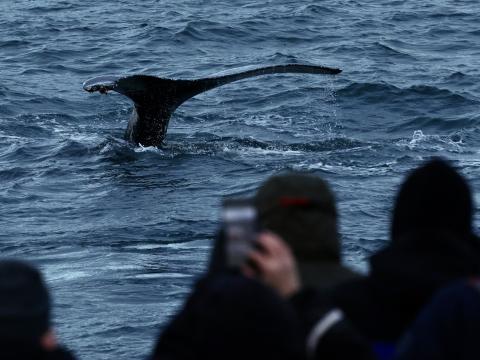 humpback whale dives in front of onlooking passengers