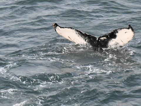 humpback whale fluke