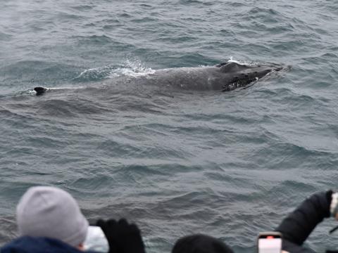 humpback whale surfaces very close to boat