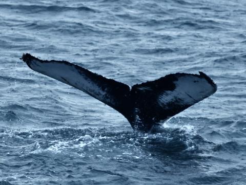 humpback whale fluke