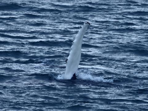 humpback whale pectoral fin in the air