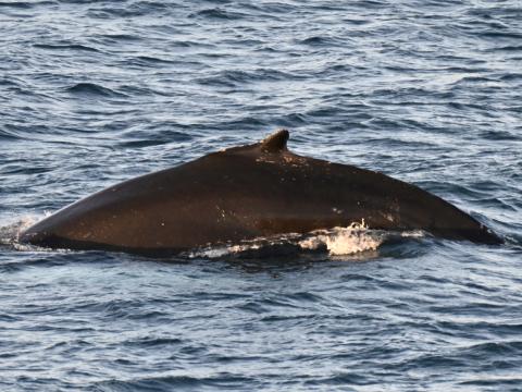 humpback whale dorsal fin