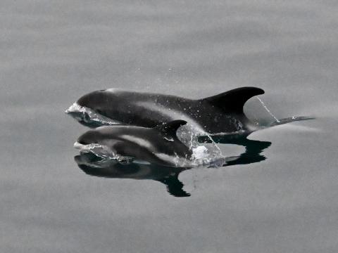 white-beaked dolphins