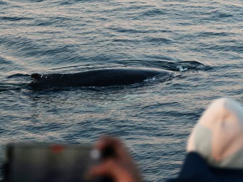humpback whale