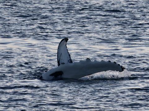 humpback whale pectoral fin