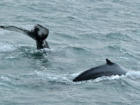 humpback whales surface together