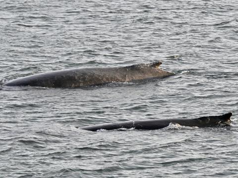 humpback whales surfacing together