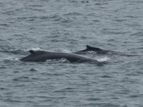 humpback whales