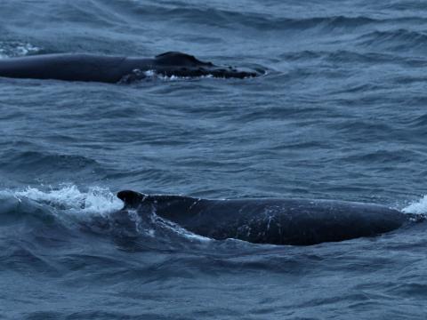 humpback whales