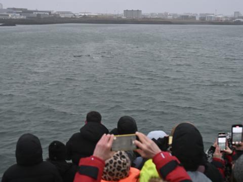 passengers watching whales in iceland in december