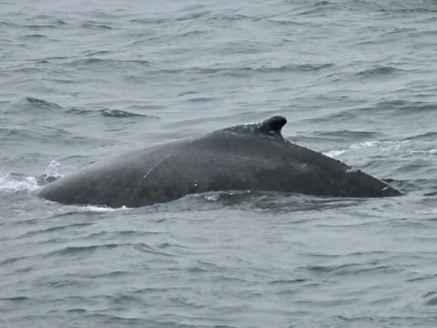 humpback whale dorsal fin