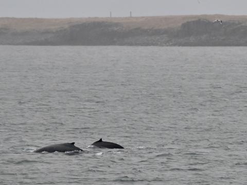 humpback whales near land