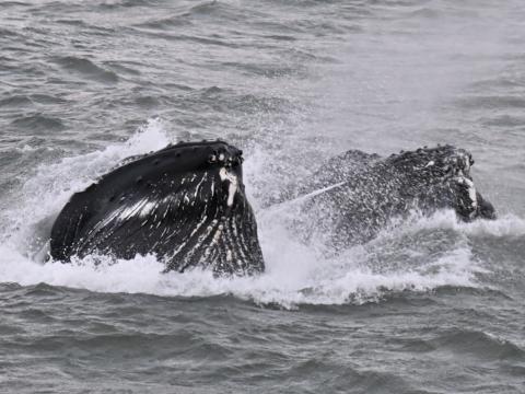 humpback whales lunge feeding