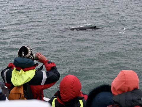 humpback whale surfaces in front of passengers